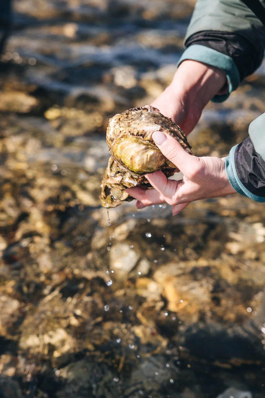 Свежая дикая устрица в руках — сбор морепродуктов на гастро-туре, лагуна Буссе