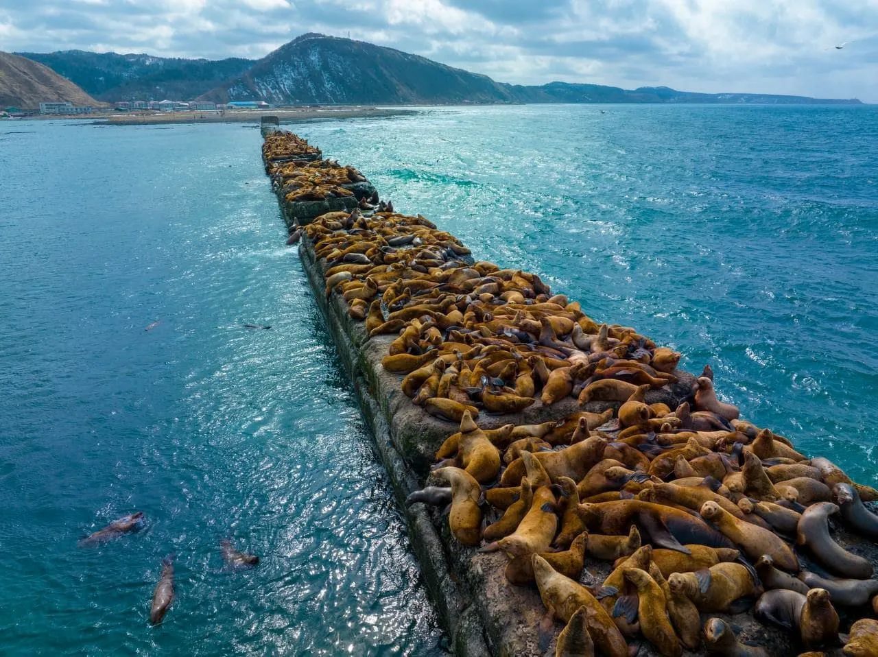 Сивучи на лежбище в Невельске