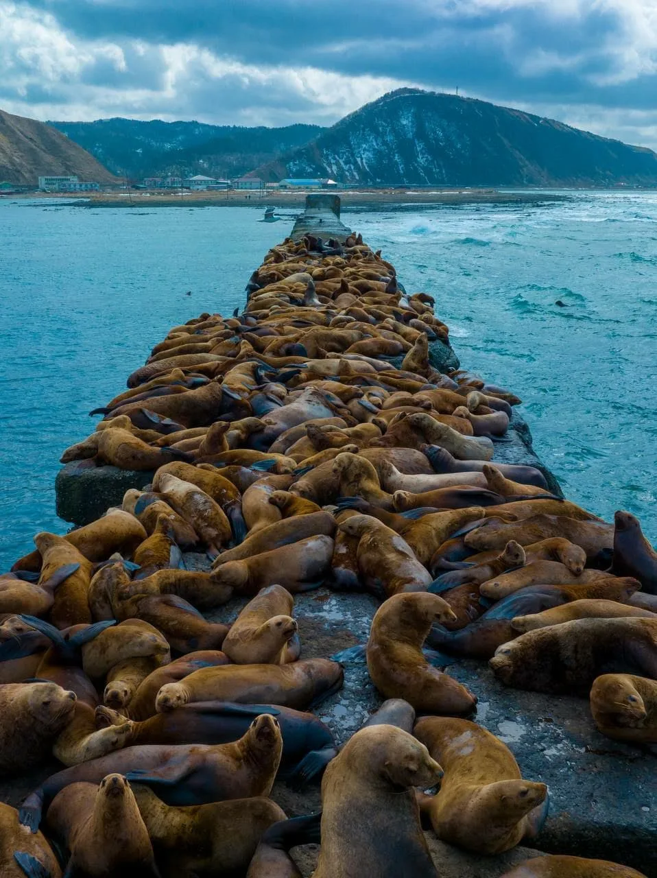 Морские львы на причале Невельска