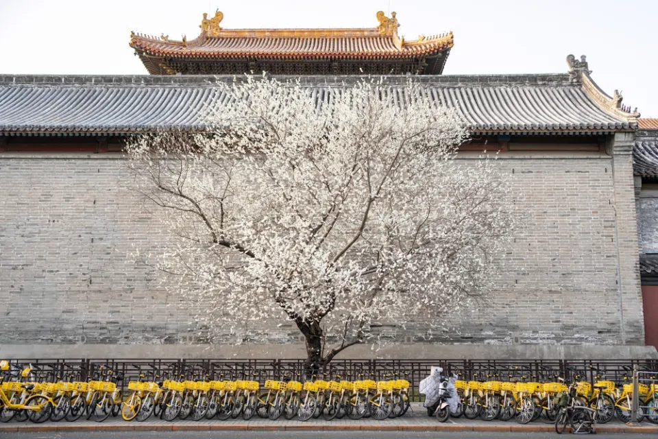 Spring cherry blossom in Beijing — pink trees against traditional architecture