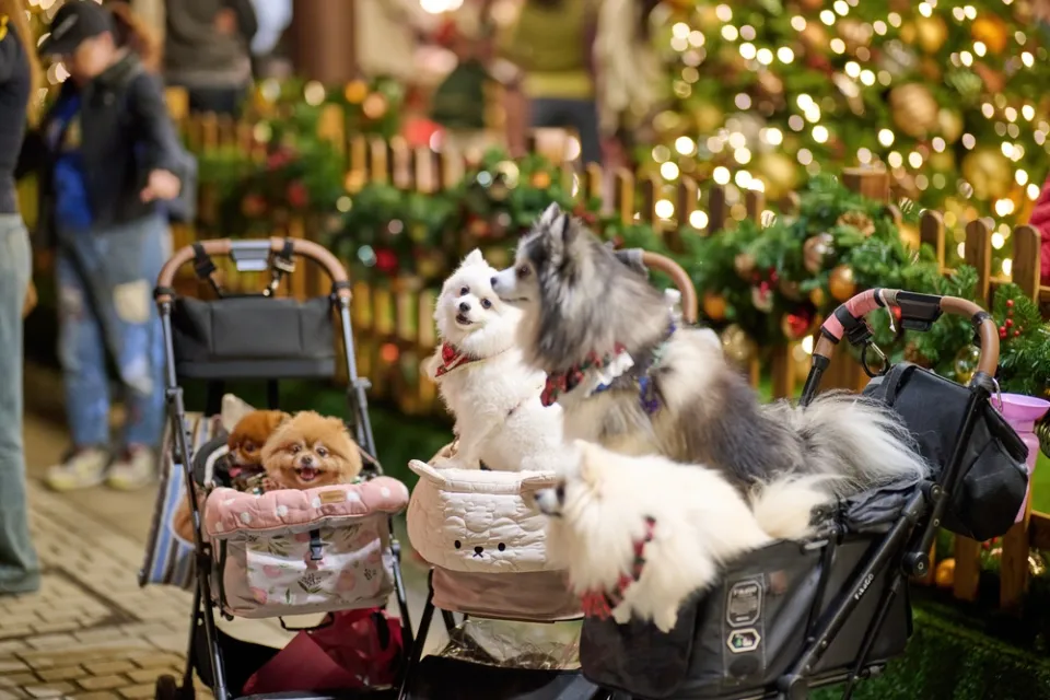 香港日常生活——漫步都市街头