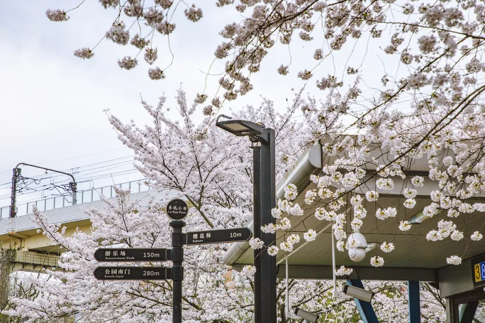 Район Хункоу — городской пейзаж с цветущей сакурой, Шанхай
