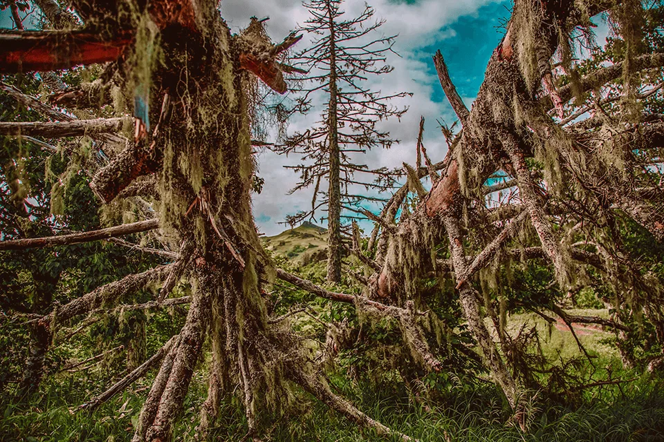 бухта Снежкова, остров Шикотан