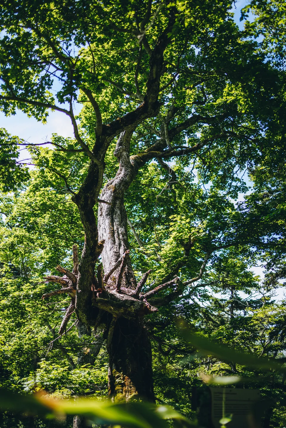 экологическая тропа, о. Кунашир