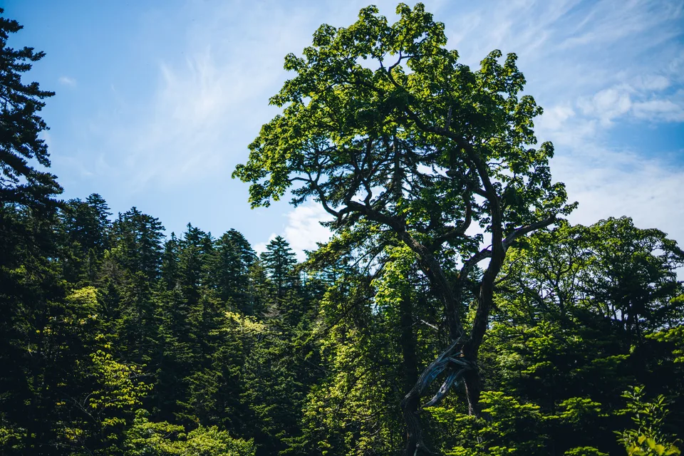 экологическая тропа, о. Кунашир