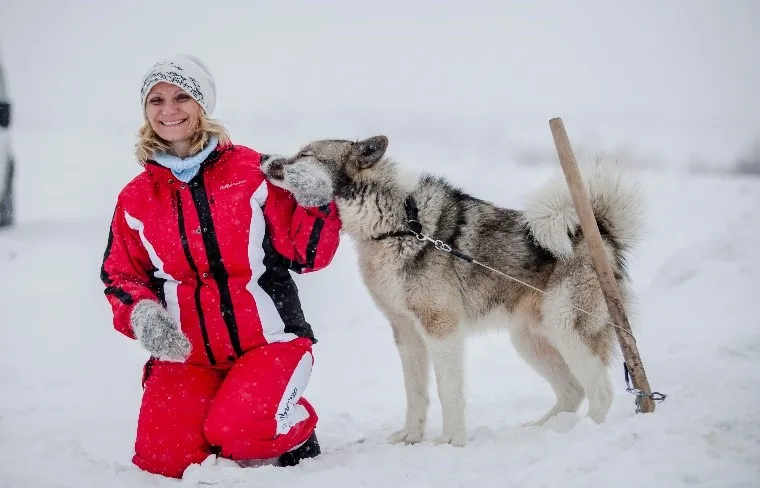 Катание на собачьих упряжках