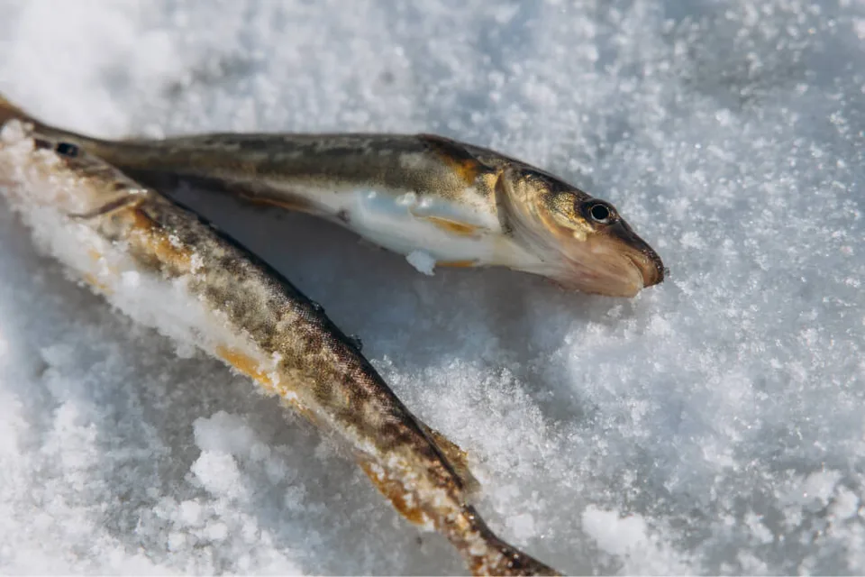 穆拉维沃海钓 — 科尔萨科夫海岸一日出海 — 张照片 19, 阿米斯特短途游
