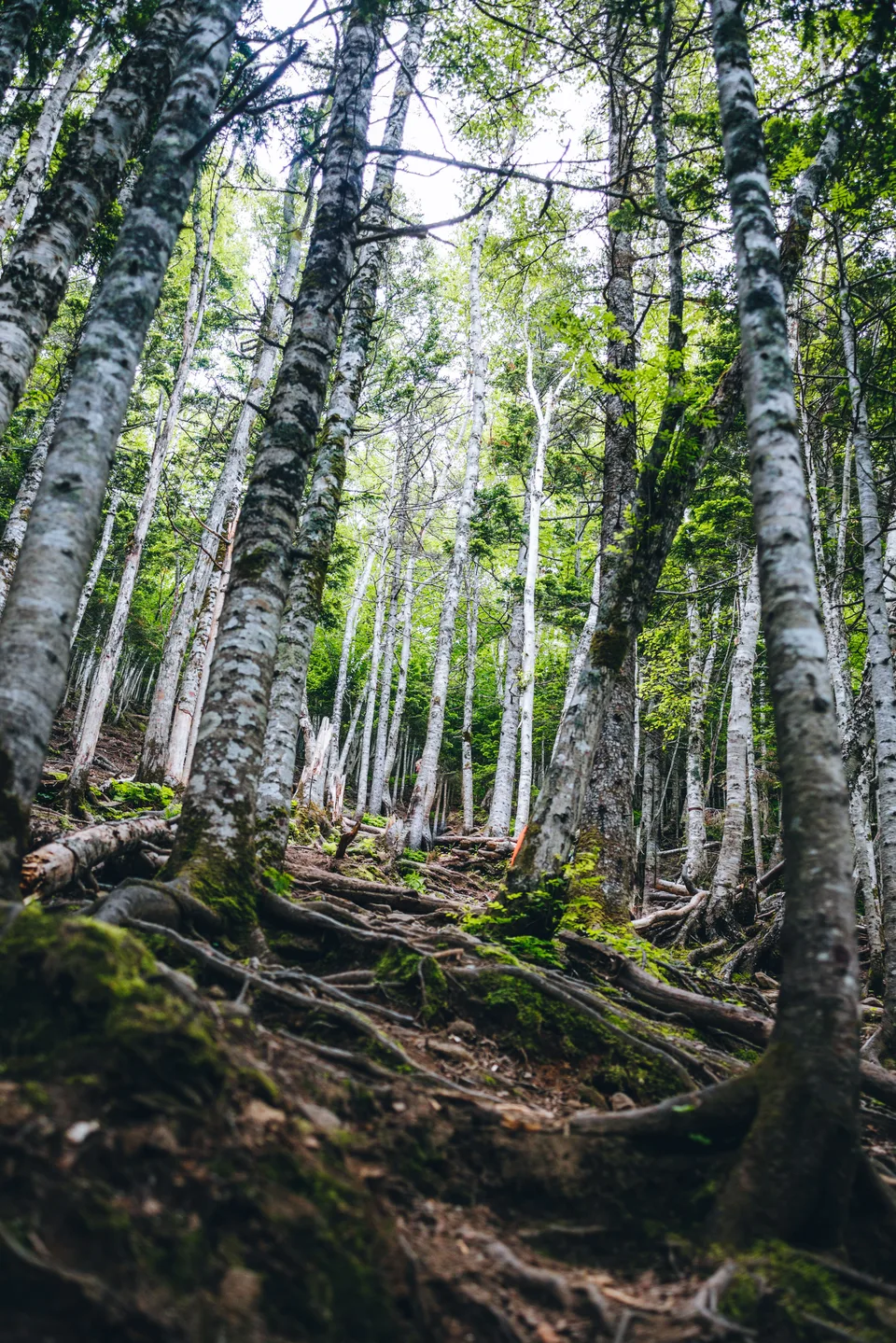 mesto-sily-na-osakhalin-skalnyj-ostanets-lyagushka — фото, экскурсия АМИСТ