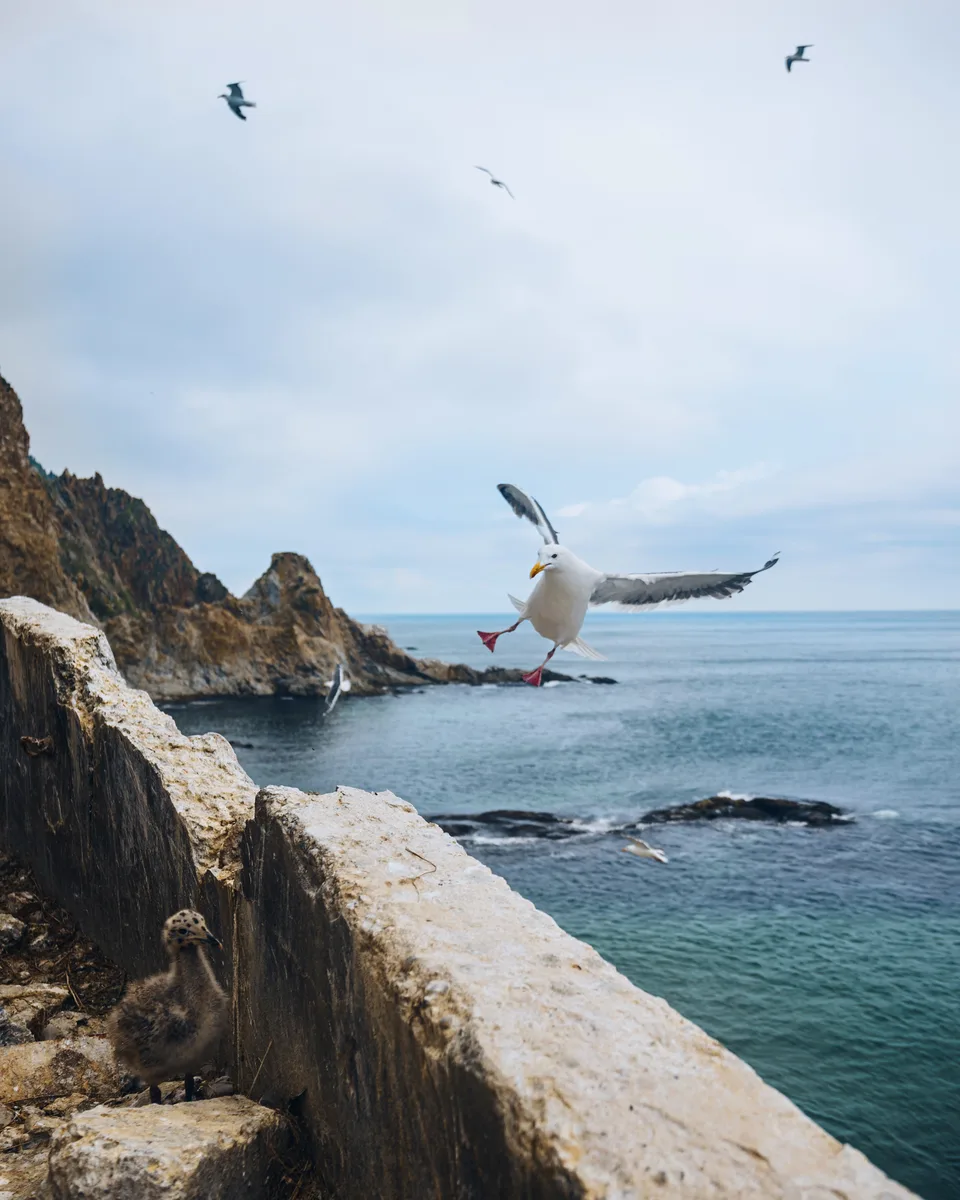 阿尼瓦灯塔出海游览 — 张照片 06, 阿米斯特短途游
