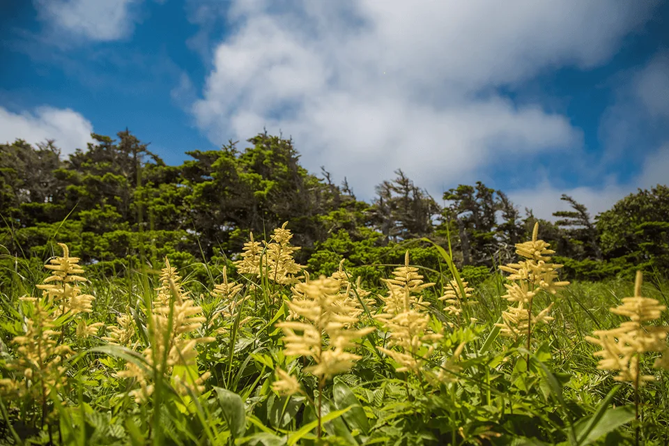 Вид с мыса Край Света на Тихий океан
