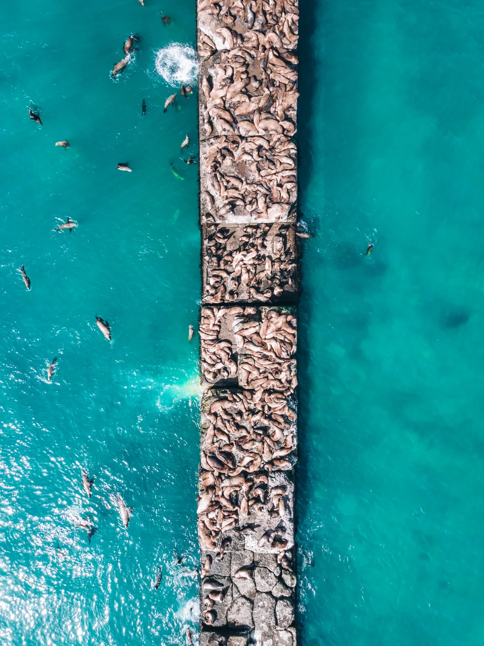 内韦尔斯克北海狮——萨哈林城市港口栖息地 — 张照片 06, 阿米斯特短途游