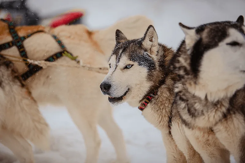 小小驭橇手——萨哈林儿童狗拉雪橇体验 — 张照片 02, 阿米斯特短途游