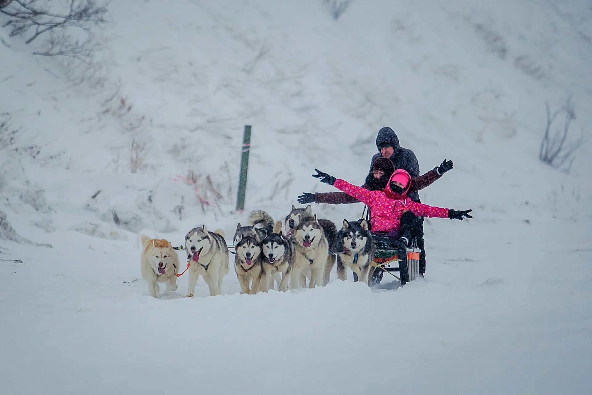 小小驭橇手——萨哈林儿童狗拉雪橇体验 — 短途游在萨哈林岛