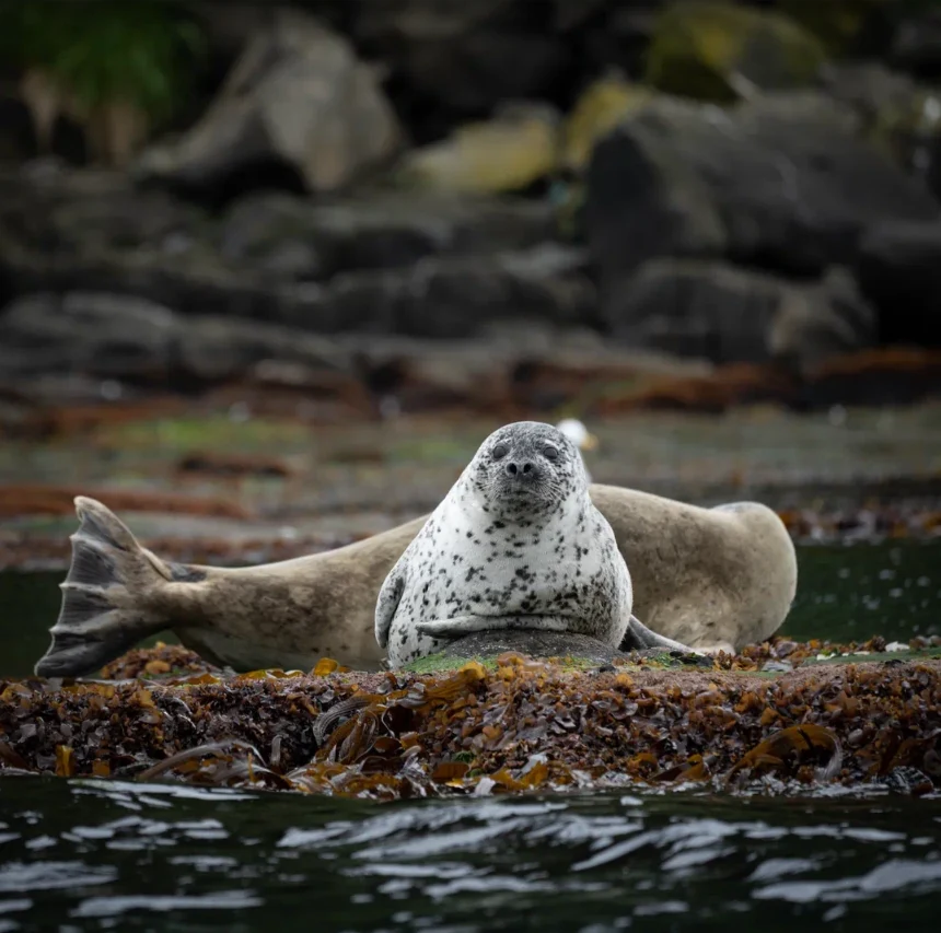 A larga seal on Moneron's rocks — an emblem of the marine reserve