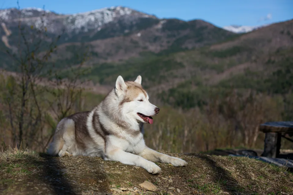 萨哈林群山背景下的哈士奇