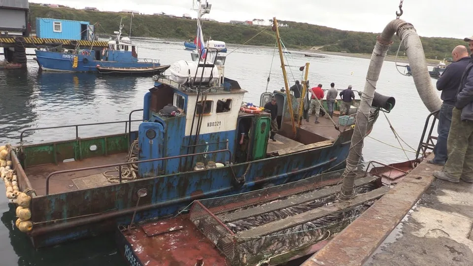 雷多沃鱼类加工厂