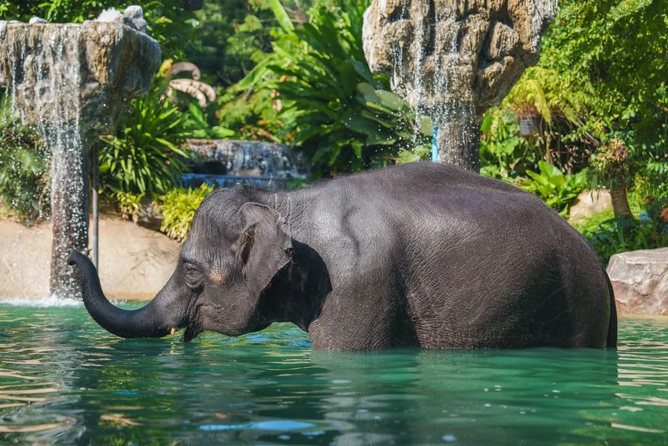 Слоны на экскурсии в джунглях Пхукета