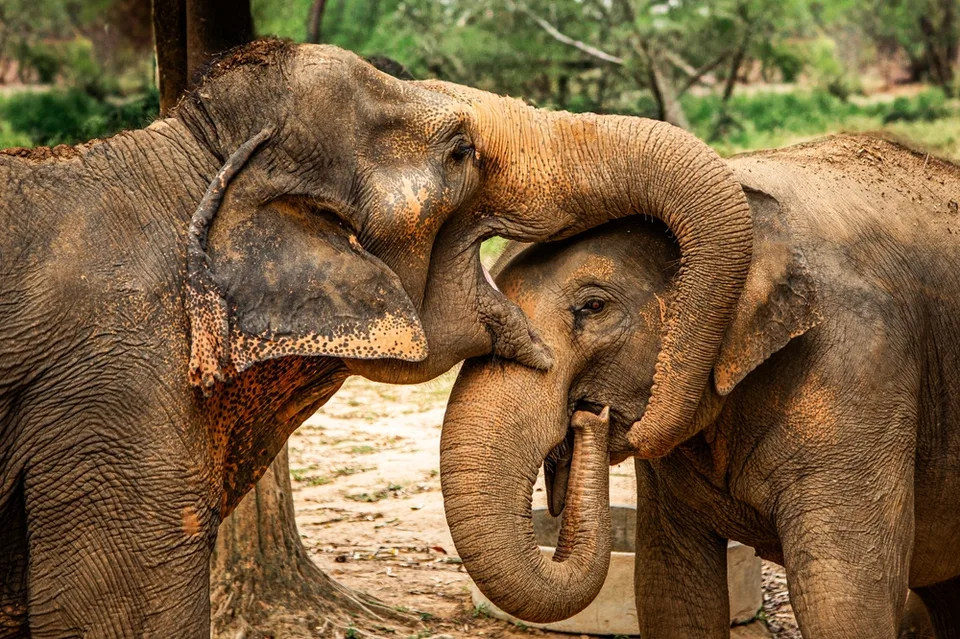Парк слонов на Самуи
