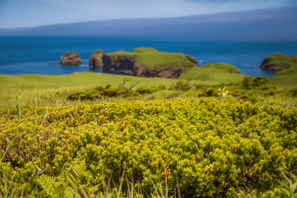 短途游在色丹岛