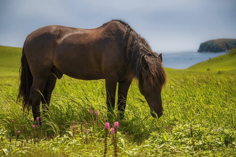 短途游在色丹岛