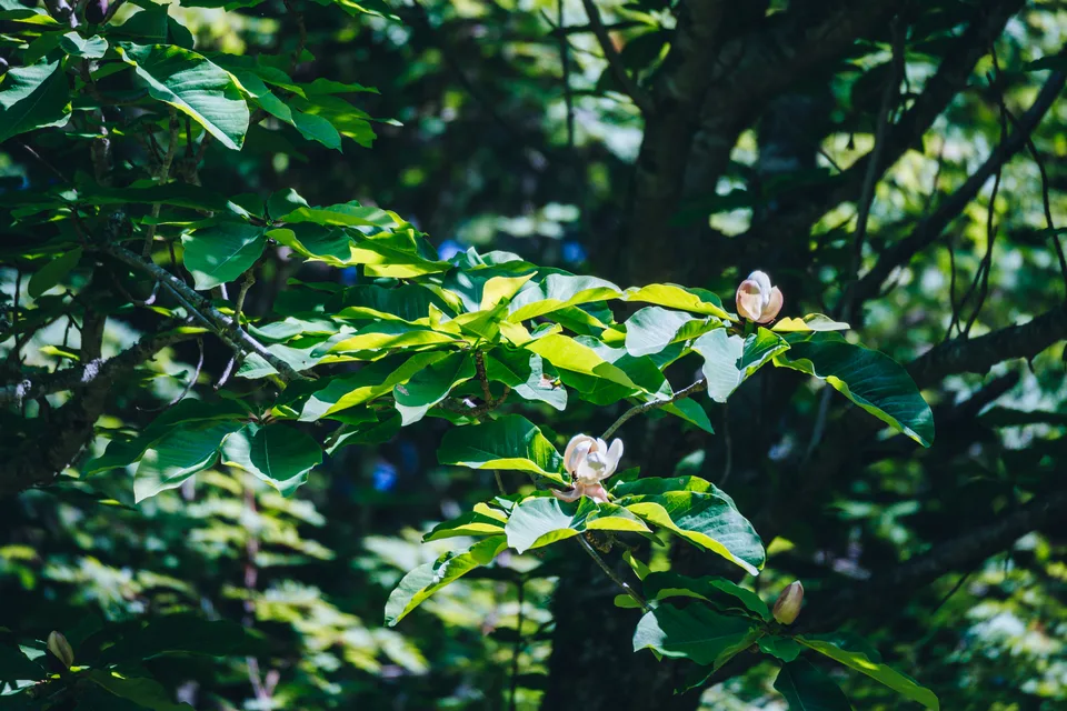 旅游在萨哈林岛和国后岛
