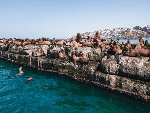 Sakhalin and the Sea Lions — tour through Sakhalin